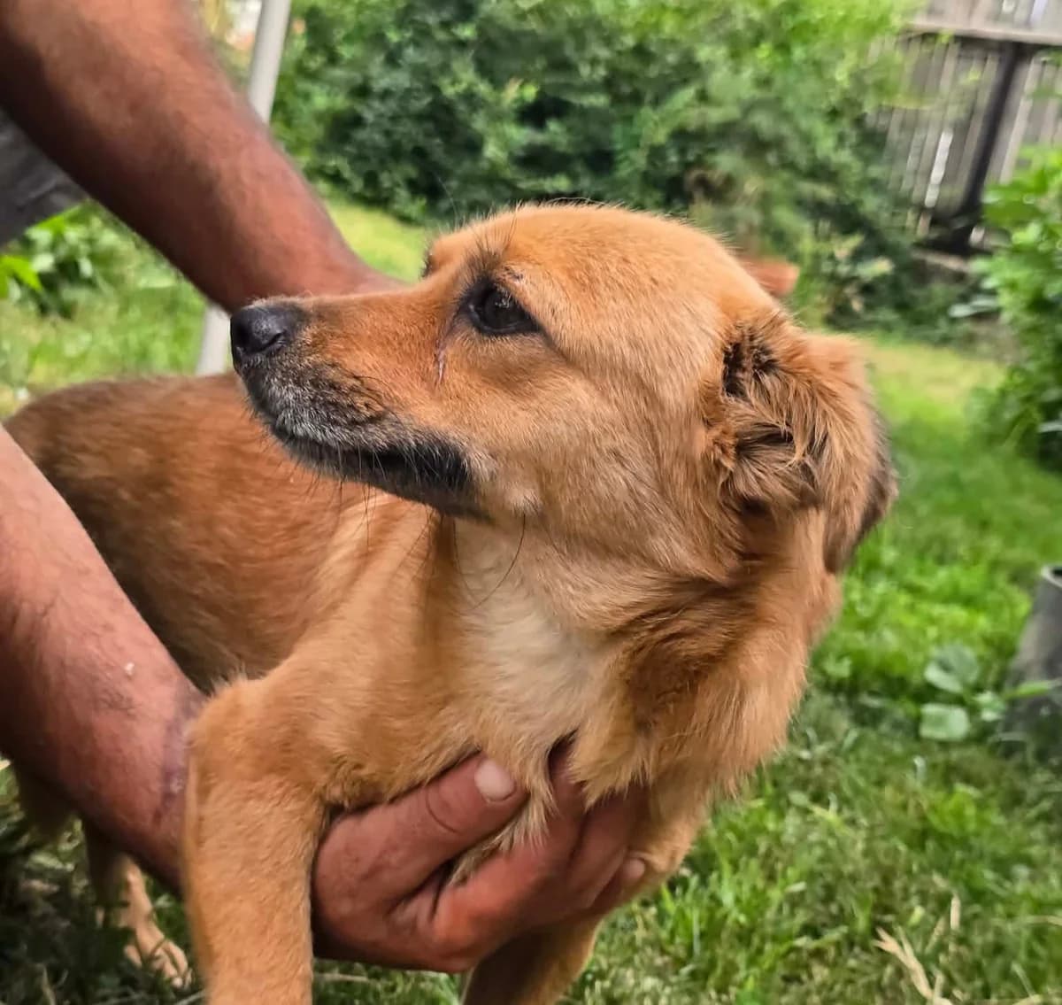 Zelda (26-360), female 3yo Mixed Breed for adoption at Amazing Friends, Säter