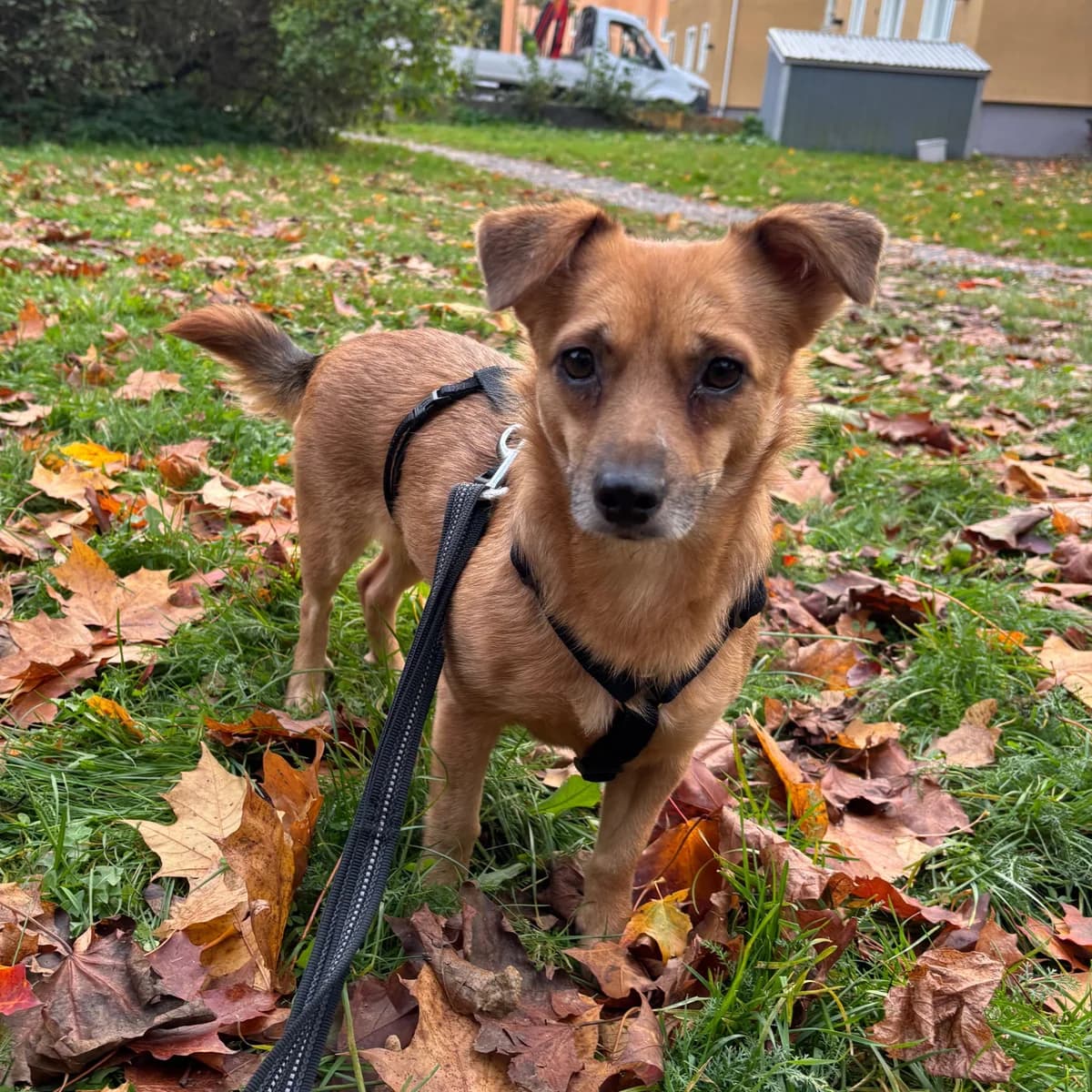 Zelda (26-360), female 3yo Mixed Breed for adoption at Amazing Friends, Säter