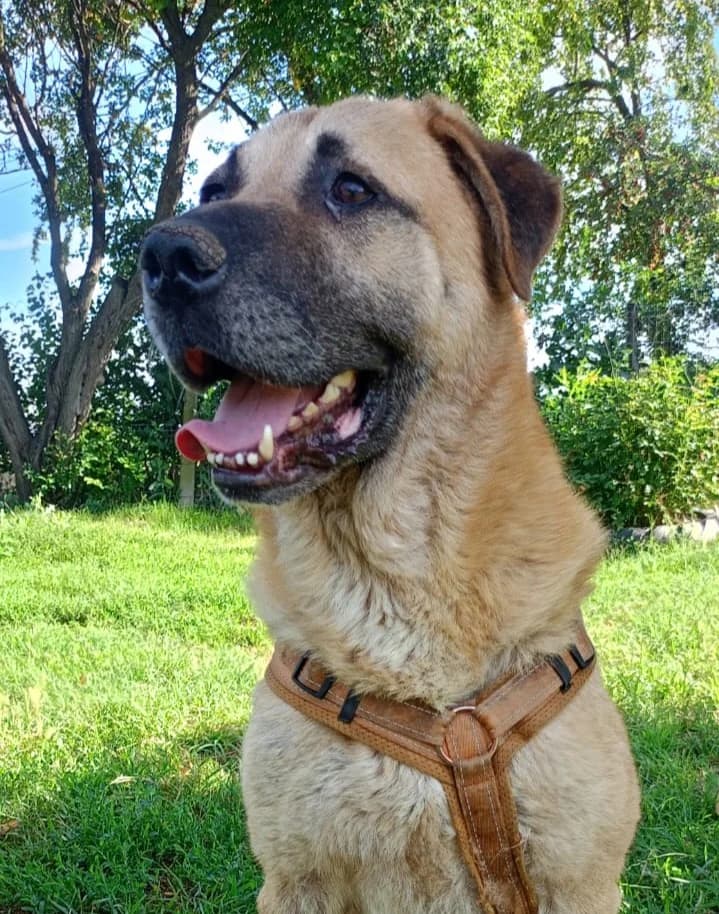 Leon (26-356), male 5yo Mixed Breed for adoption at Amazing Friends, Säter