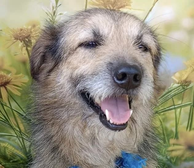 Chewie (26-357), male young Mixed Breed for adoption at Amazing Friends, Säter