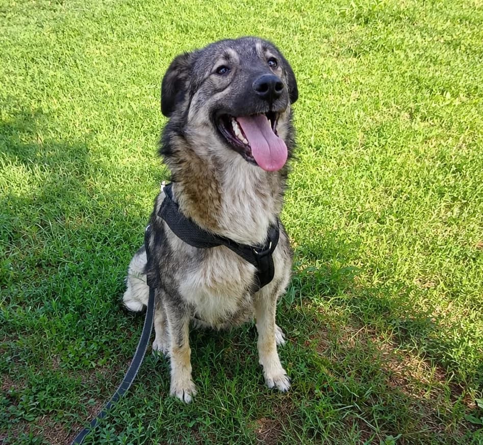 Liona (26-358), female 3yo Mixed Breed for adoption at Amazing Friends, Säter