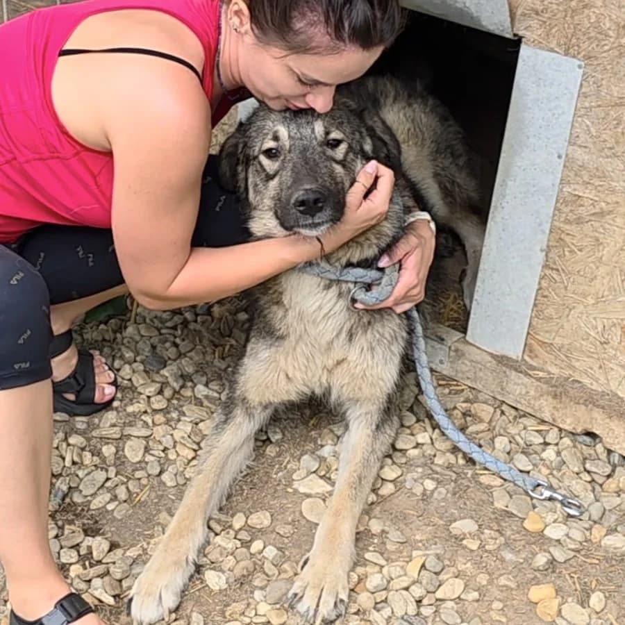 Liona (26-358), female 3yo Mixed Breed for adoption at Amazing Friends, Säter
