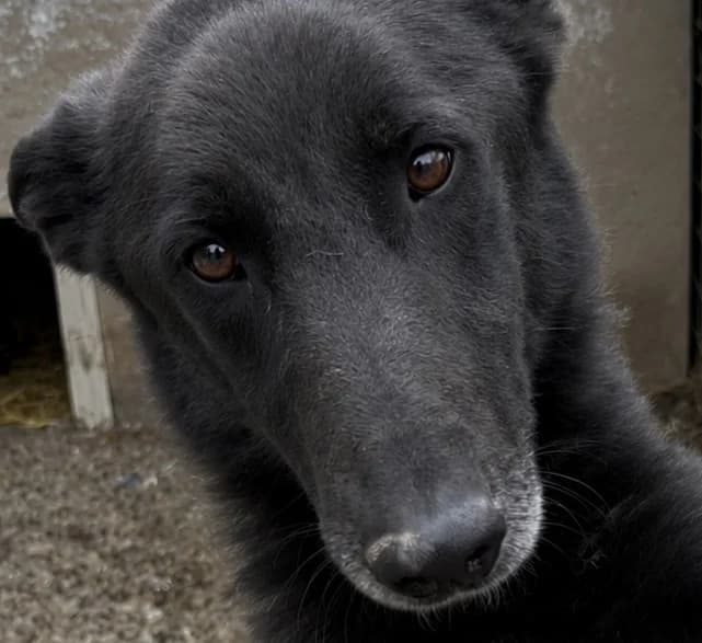Zeline (26-359), female 5yo Mixed Breed for adoption at Amazing Friends, Säter
