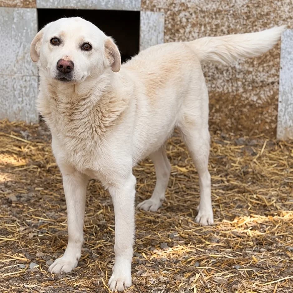 Xander (26-361), male 4yo Mixed Breed for adoption at Amazing Friends, Säter