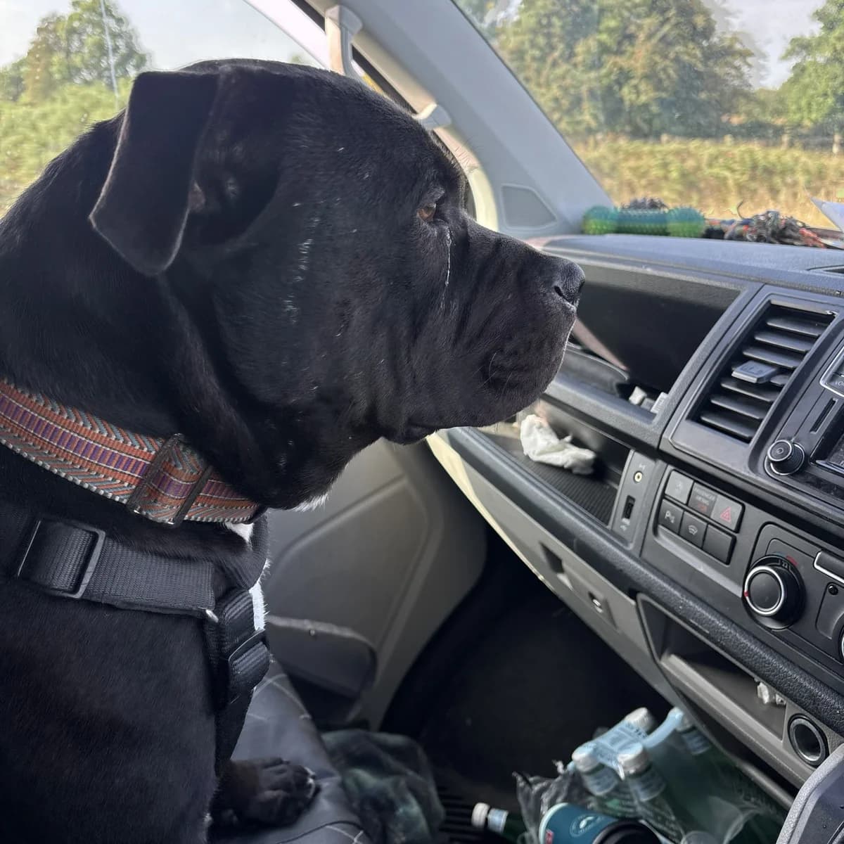Pascal (26-362), male young Mixed Breed for adoption at Amazing Friends, Säter