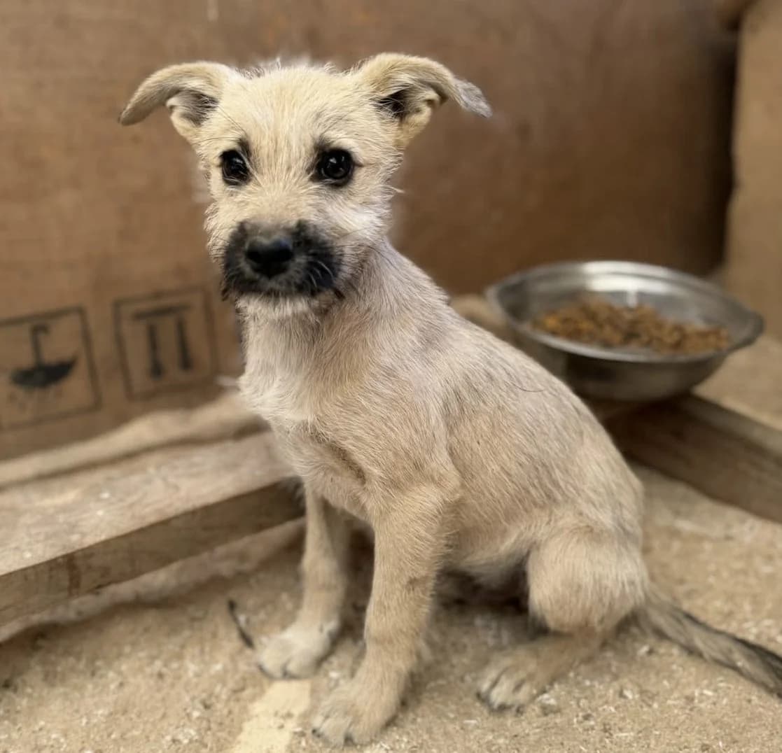 Mambo (26-420), male puppy Mixed Breed for adoption at Amazing Friends, Säter
