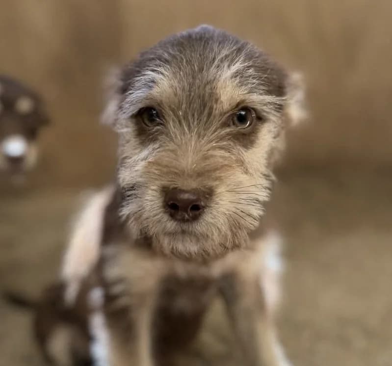 Makao (26-421), female puppy Mixed Breed for adoption at Amazing Friends, Säter