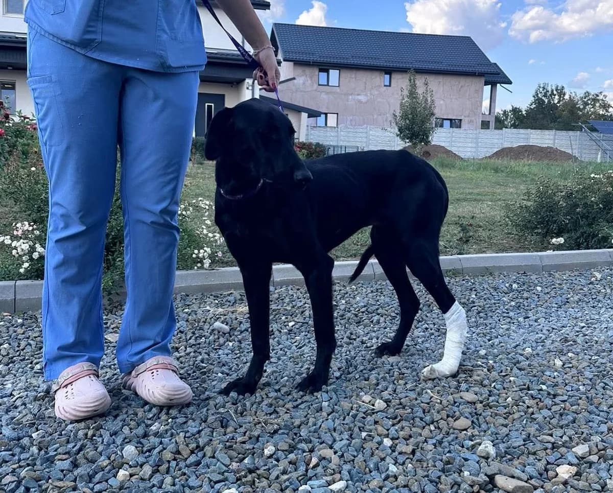 Fred (26-425), gra male young Mixed Breed for adoption at Amazing Friends, Säter