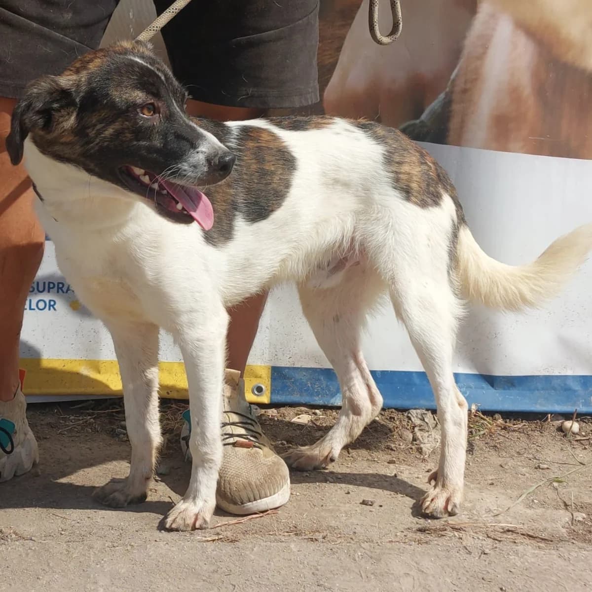Mason (26-436), male Mixed Breed for adoption at Amazing Friends, Säter