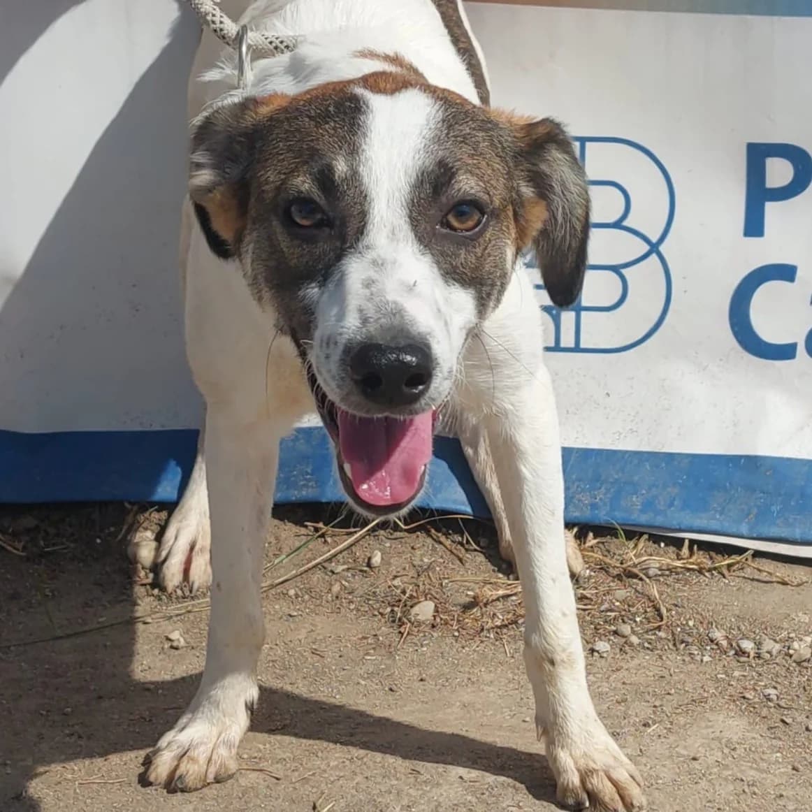 Knox (26-437), male Mixed Breed for adoption at Amazing Friends, Säter