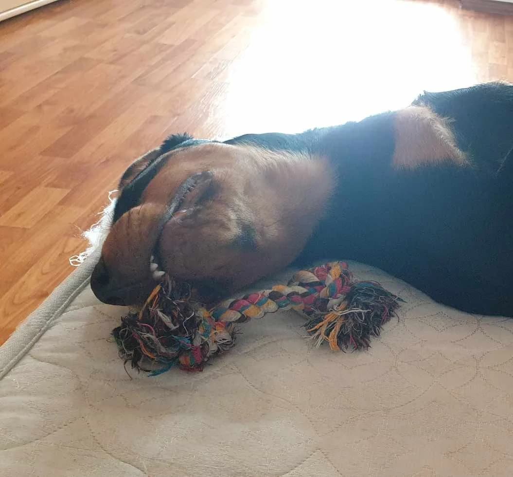 Baloo (23-106), male 7yo Mixed Breed for adoption at Amazing Friends, Säter