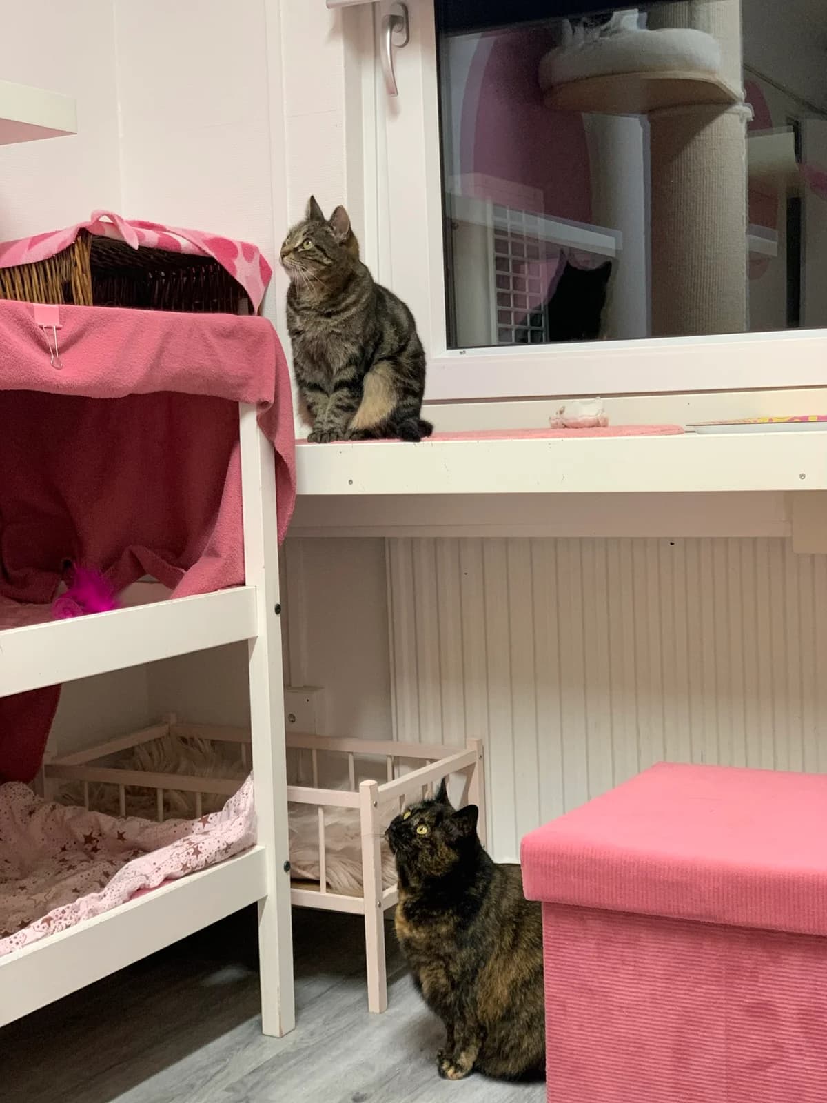 Karin och Aggie, female Mixed Breed for adoption at Avesta Katthem