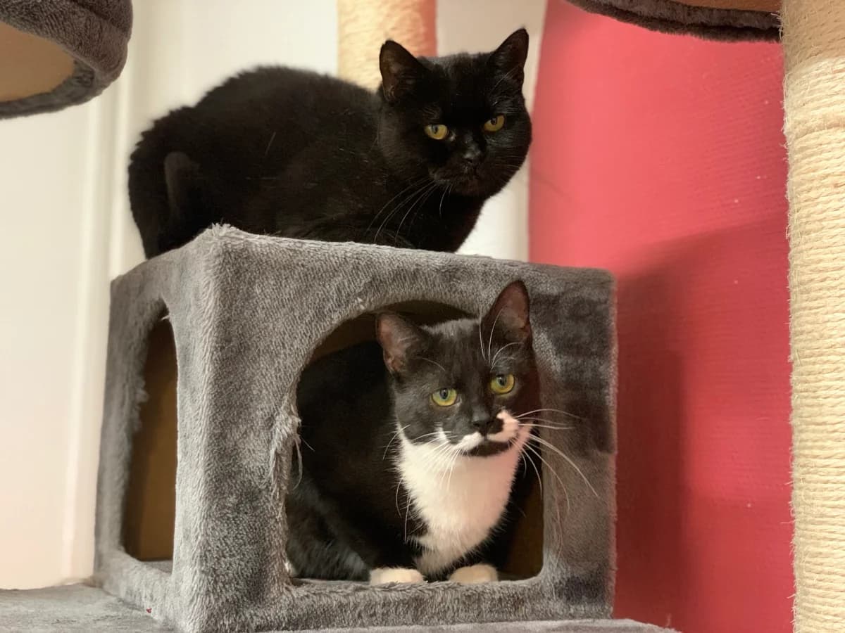 Karro & Karina, Mixed Breed for adoption at Avesta Katthem