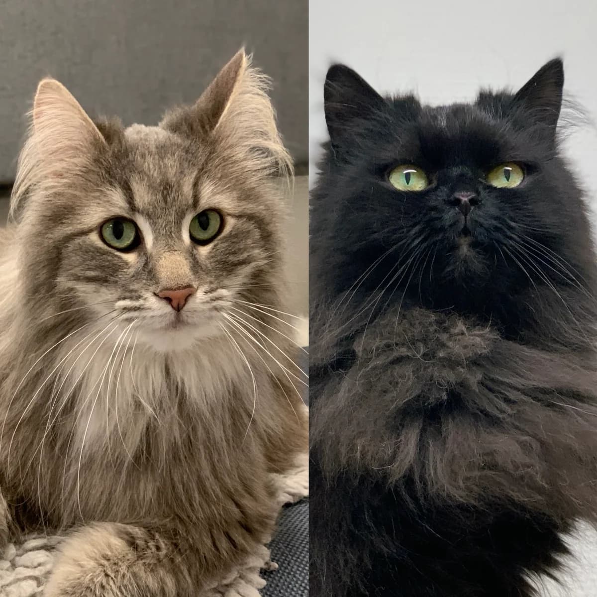 Leo & Zilla, svart 6yo Mixed Breed for adoption at Avesta Katthem, Avesta
