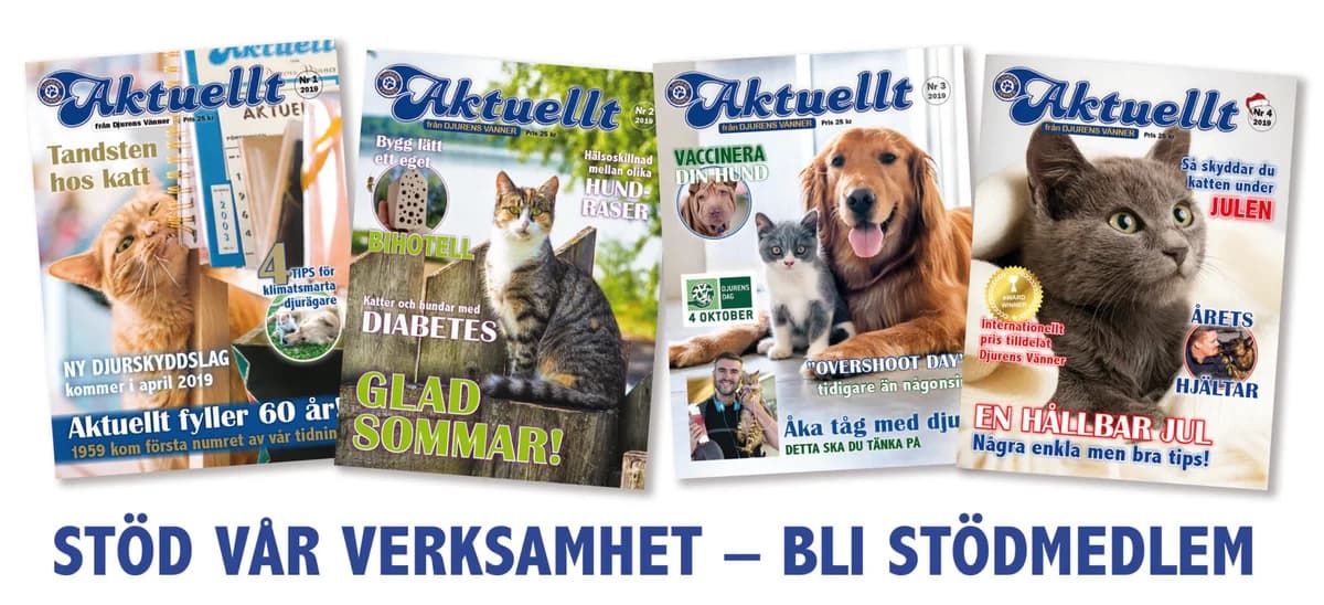 Stöd oss, gra Mixed Breed for adoption at Djurens Vanner Goteborg