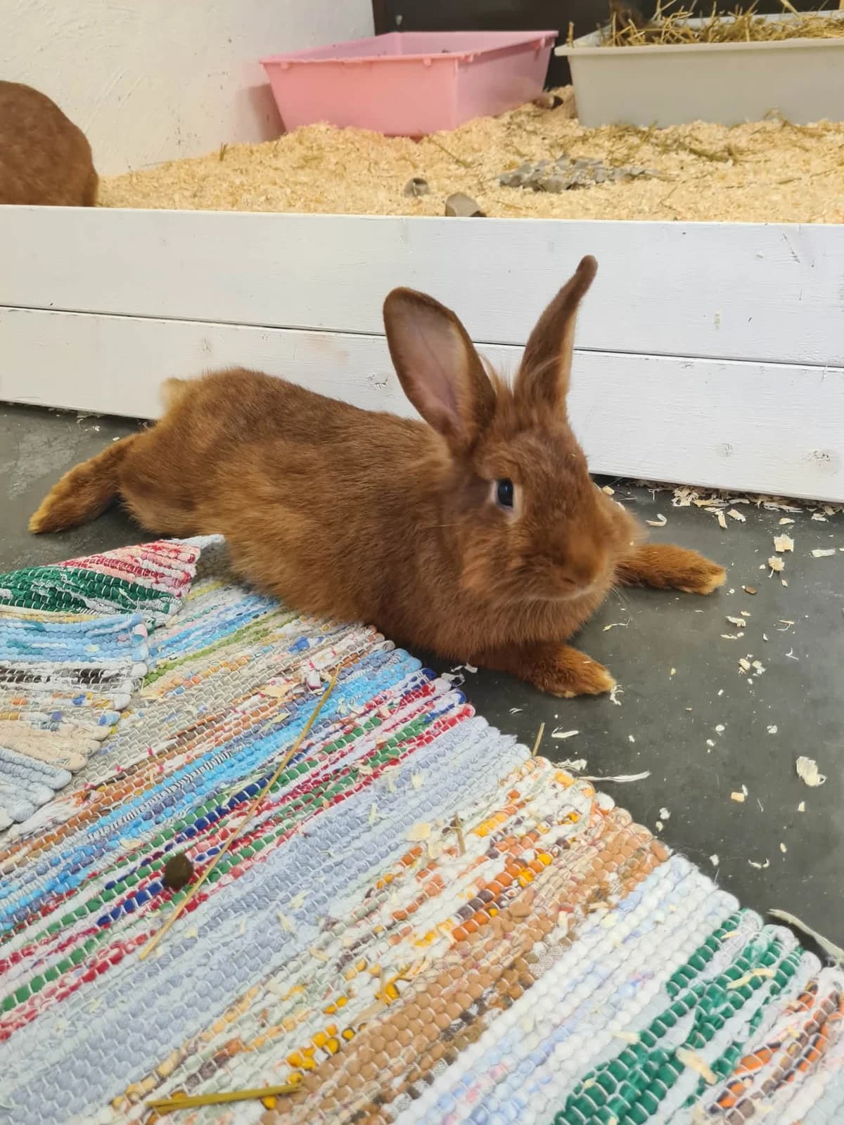 Oak, female mixed breed for adoption at Djurens Vanner Goteborg