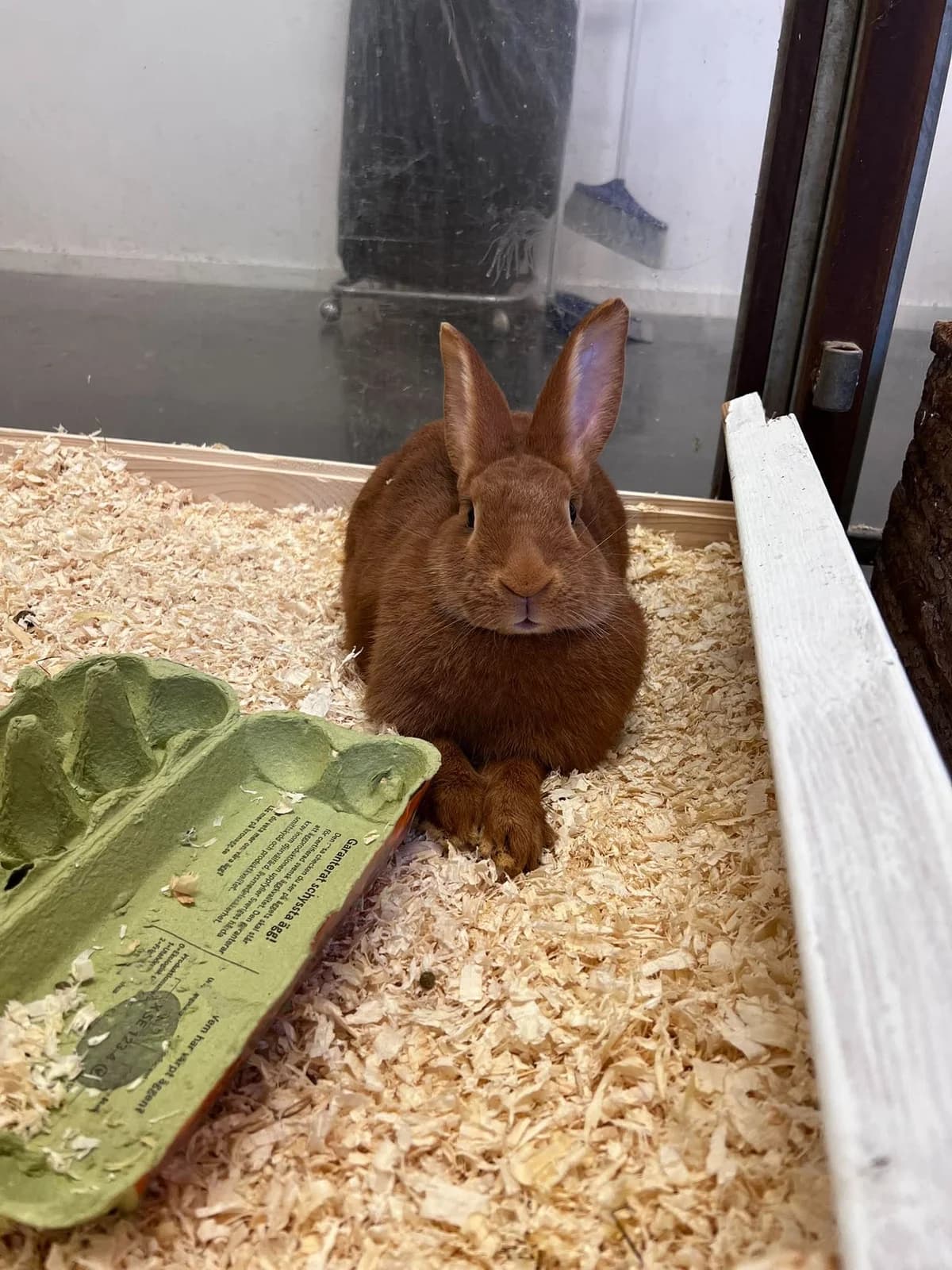 Amber, female mixed breed for adoption at Djurens Vanner Goteborg
