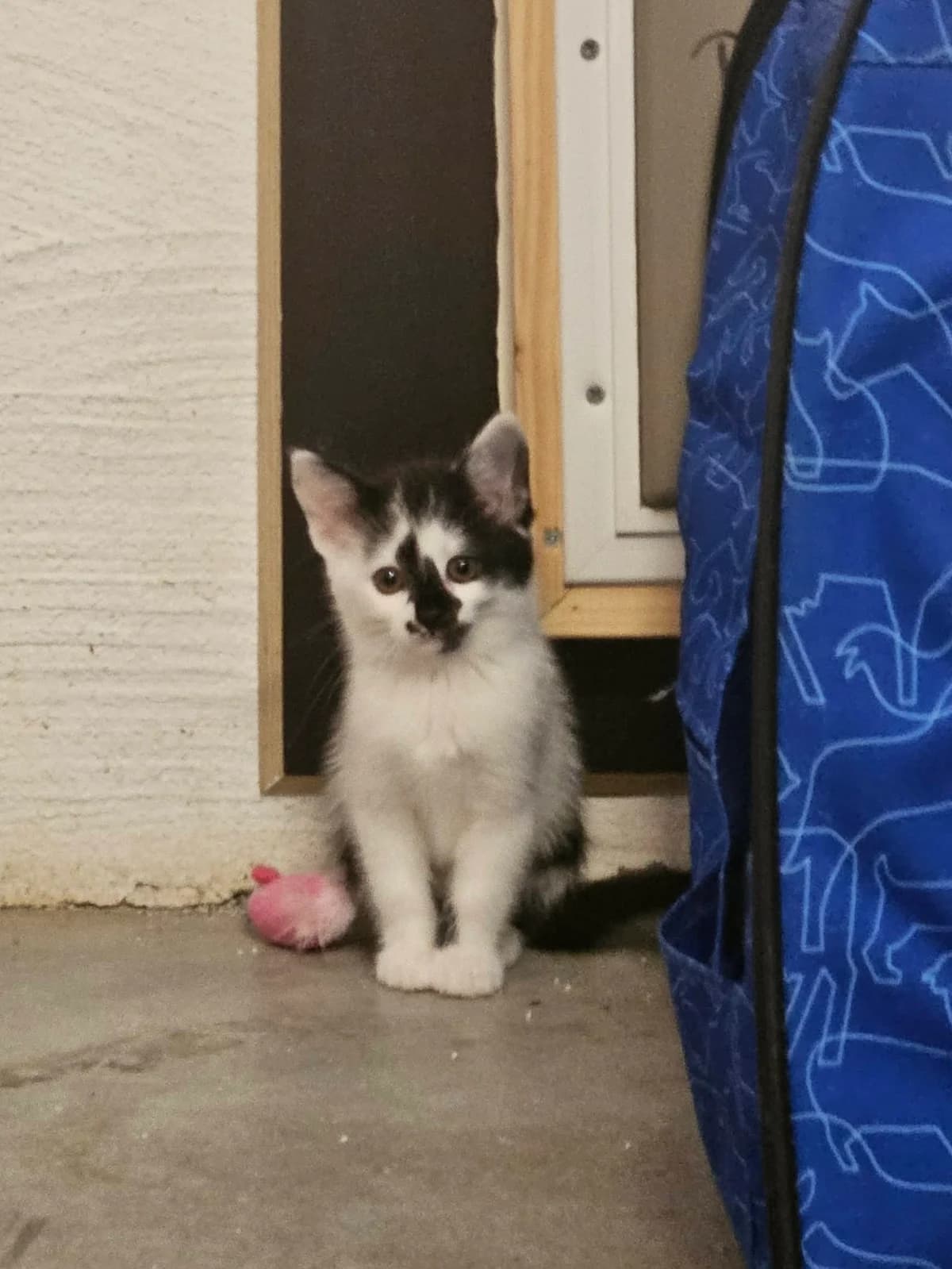 Basilika, female Mixed Breed for adoption at Djurens Vanner Goteborg