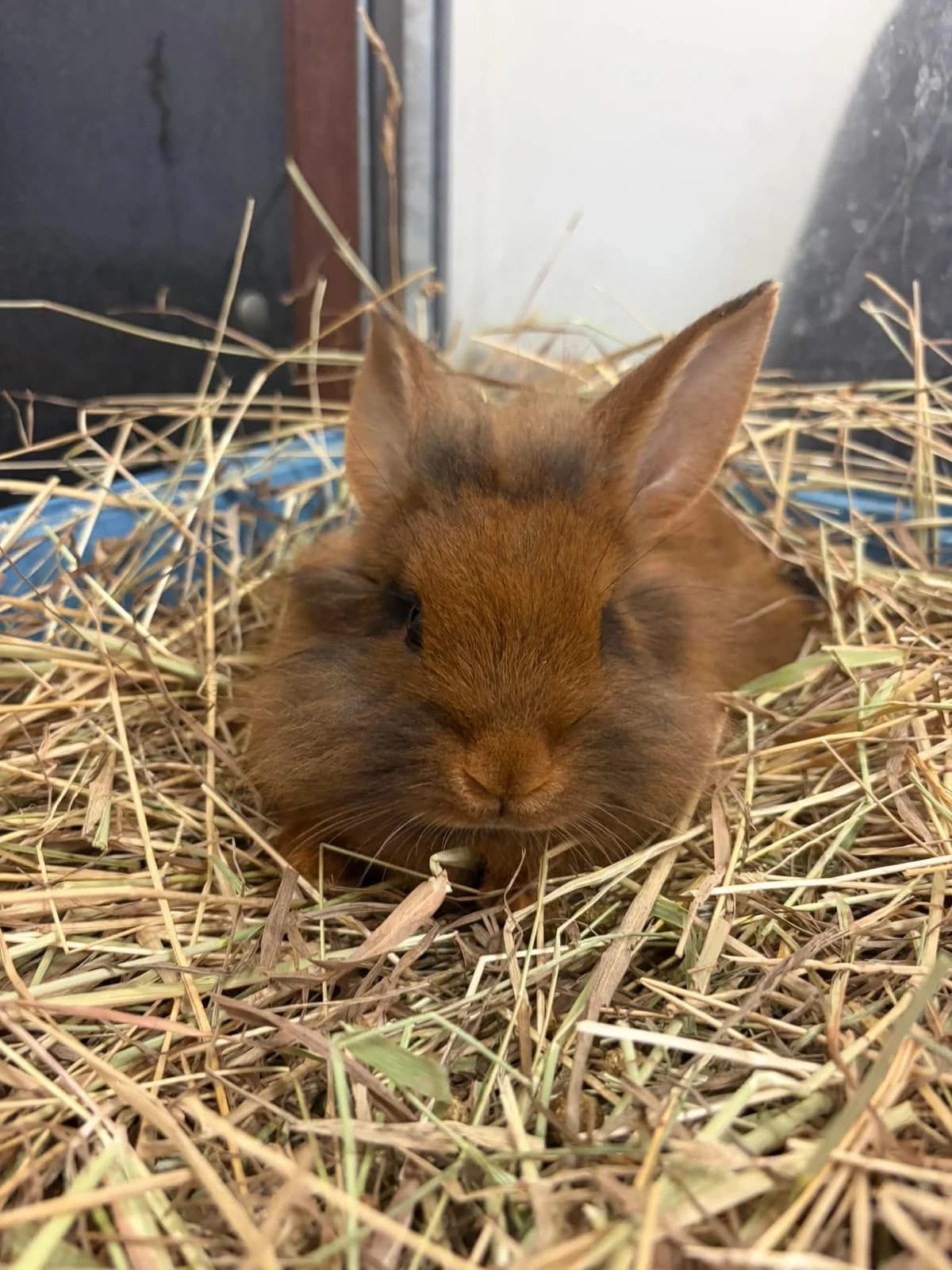 Chestnut, female mixed breed for adoption at Djurens Vanner Goteborg