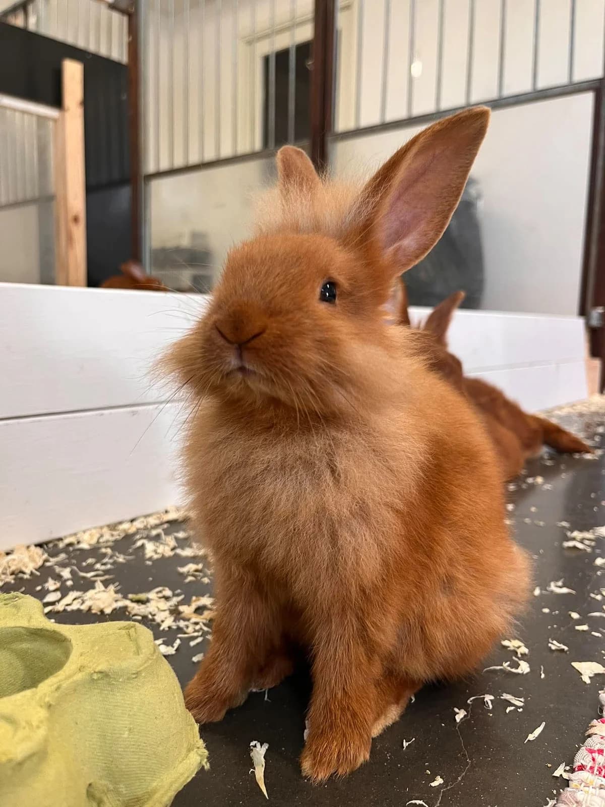 Copper, female mixed breed for adoption at Djurens Vanner Goteborg