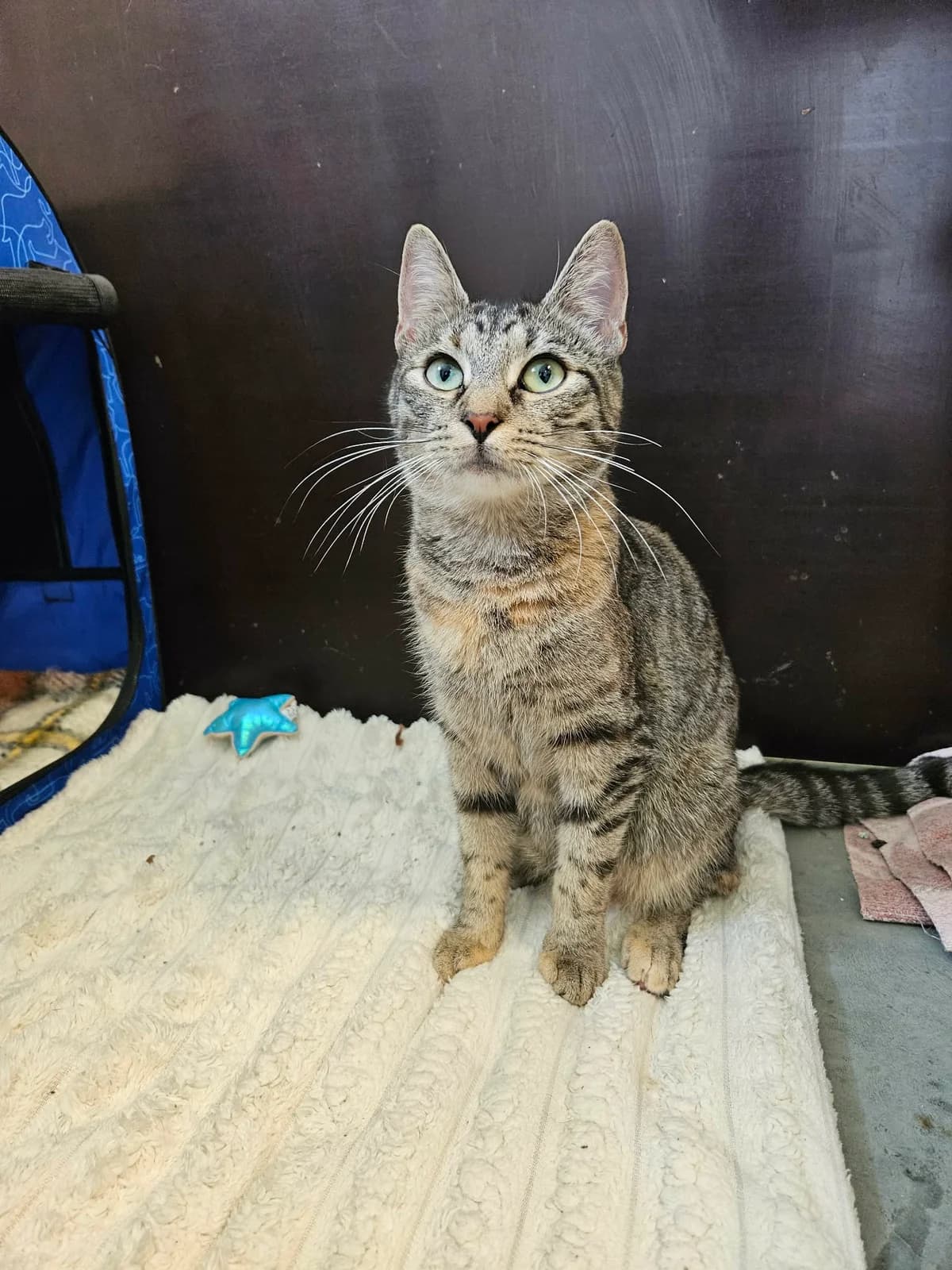 Disa, female Mixed Breed for adoption at Djurens Vanner Goteborg