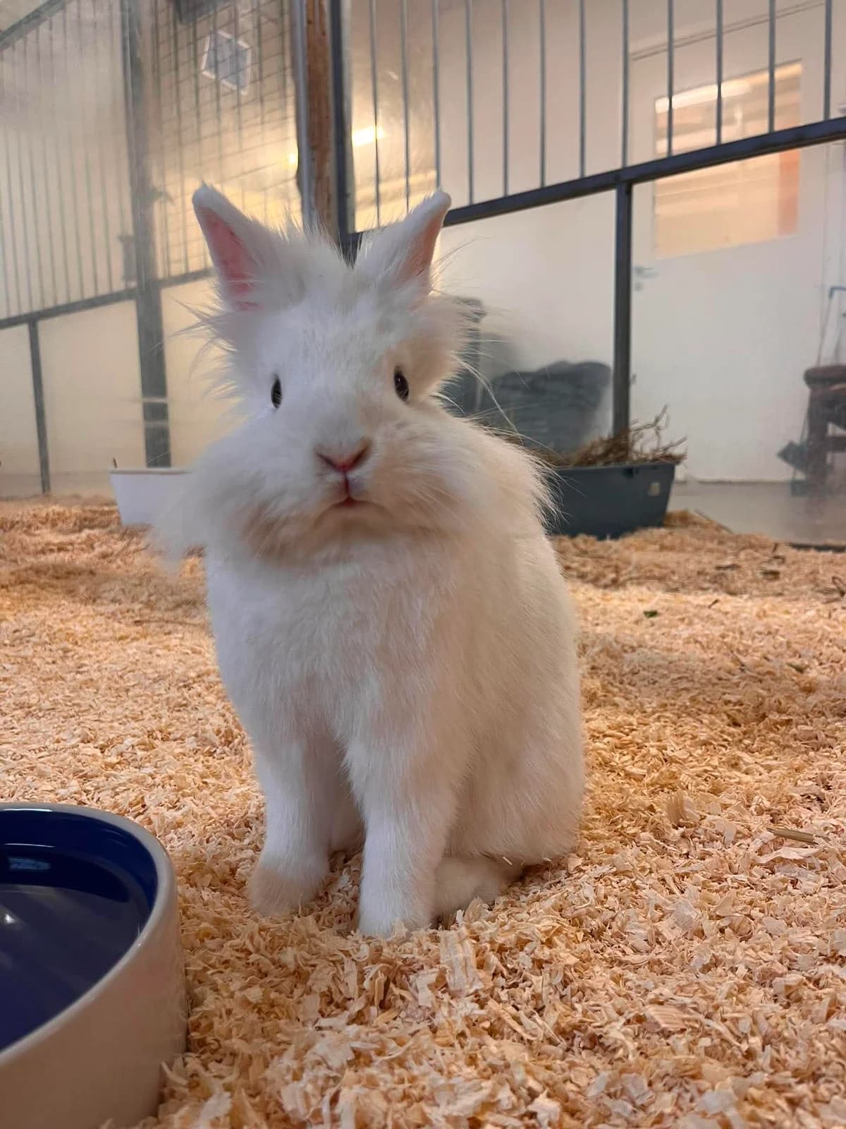 Enzi, female mixed breed for adoption at Djurens Vanner Goteborg