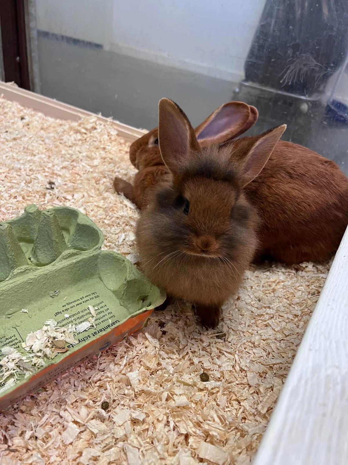 Hazel, female mixed breed for adoption at Djurens Vanner Goteborg
