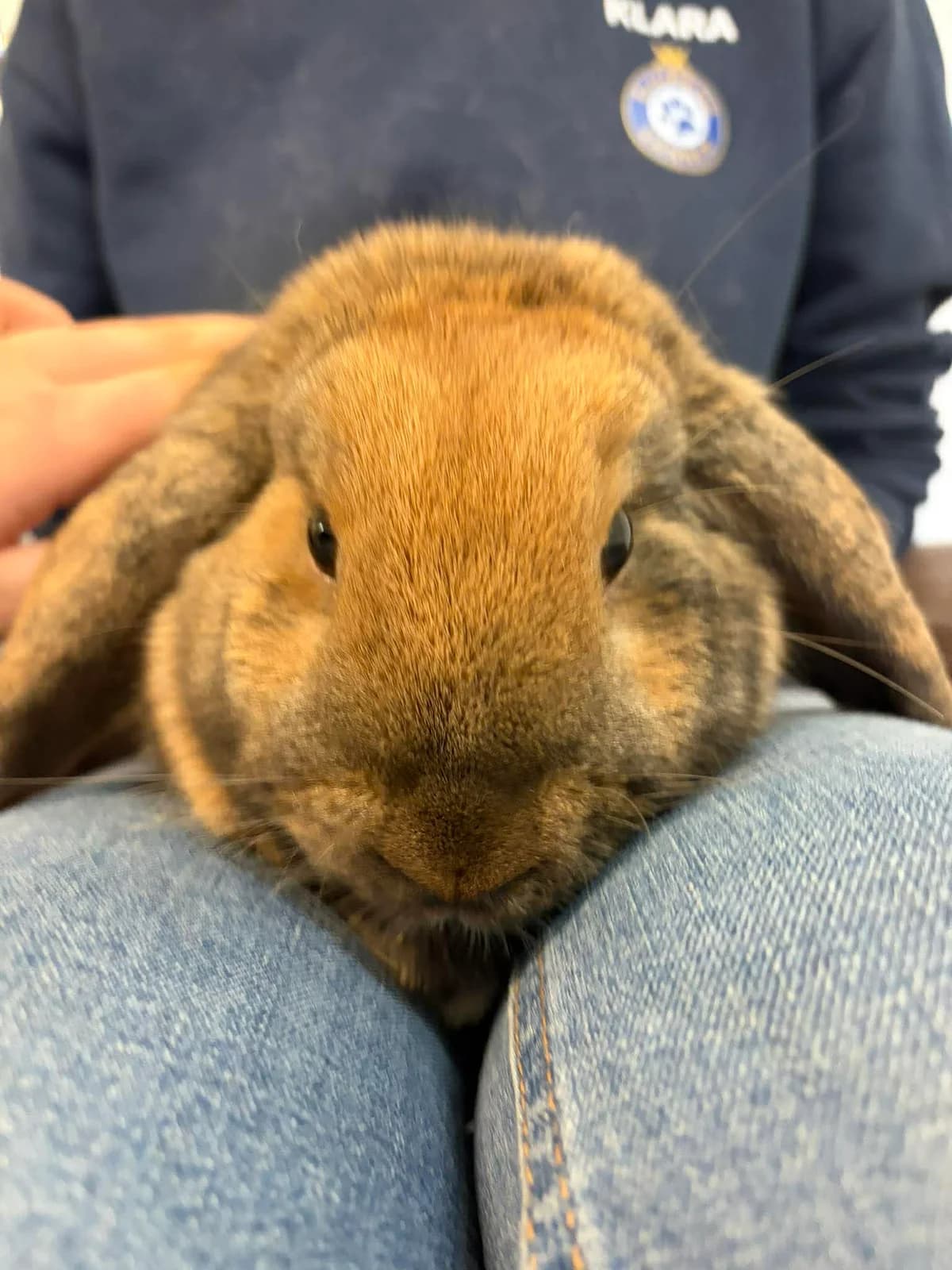 Hoppsan & Dixie, female mixed breed for adoption at Djurens Vanner Goteborg, Djurens Vanner Goteborg