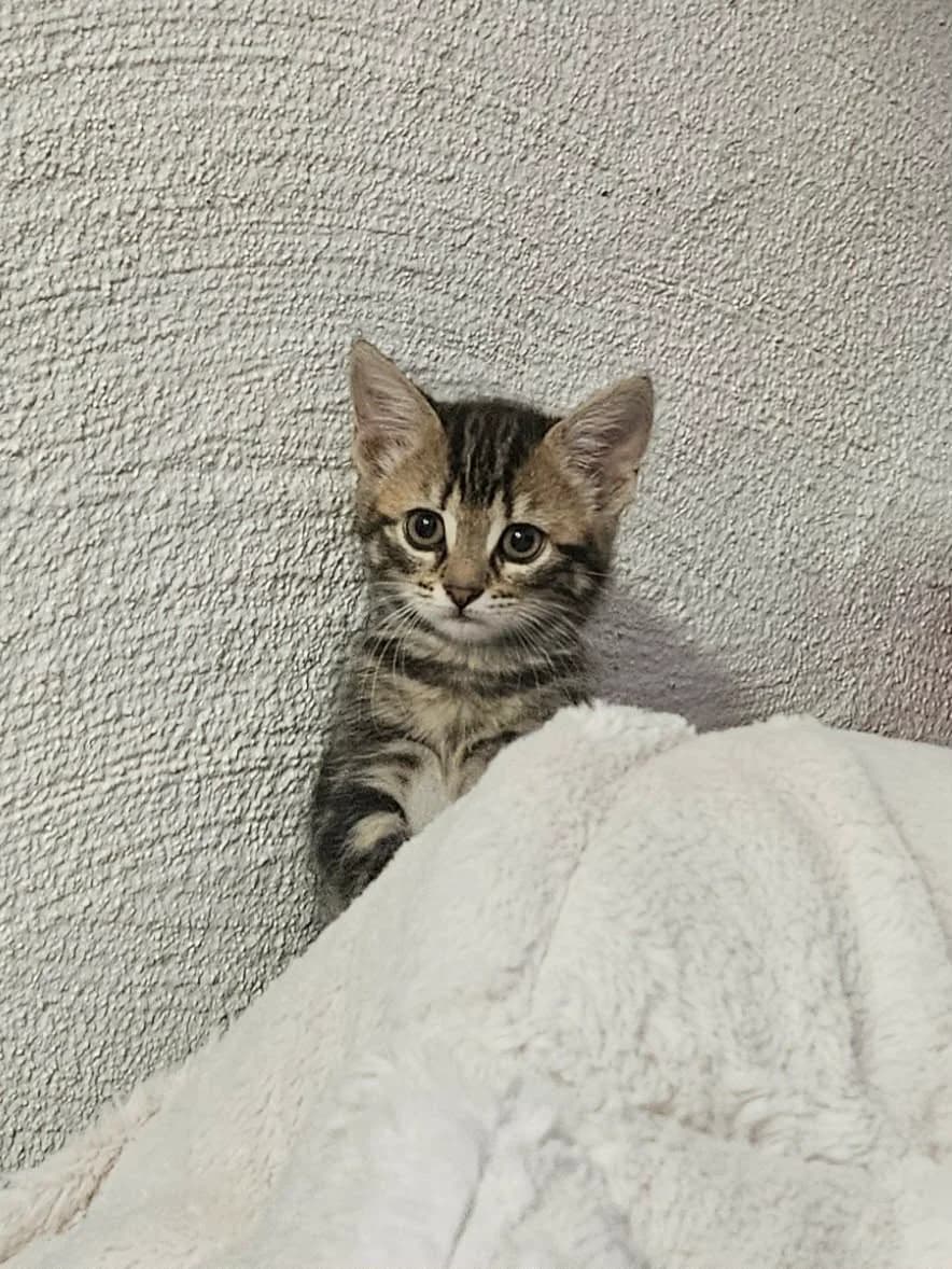 Kardemumma, female Mixed Breed for adoption at Djurens Vanner Goteborg