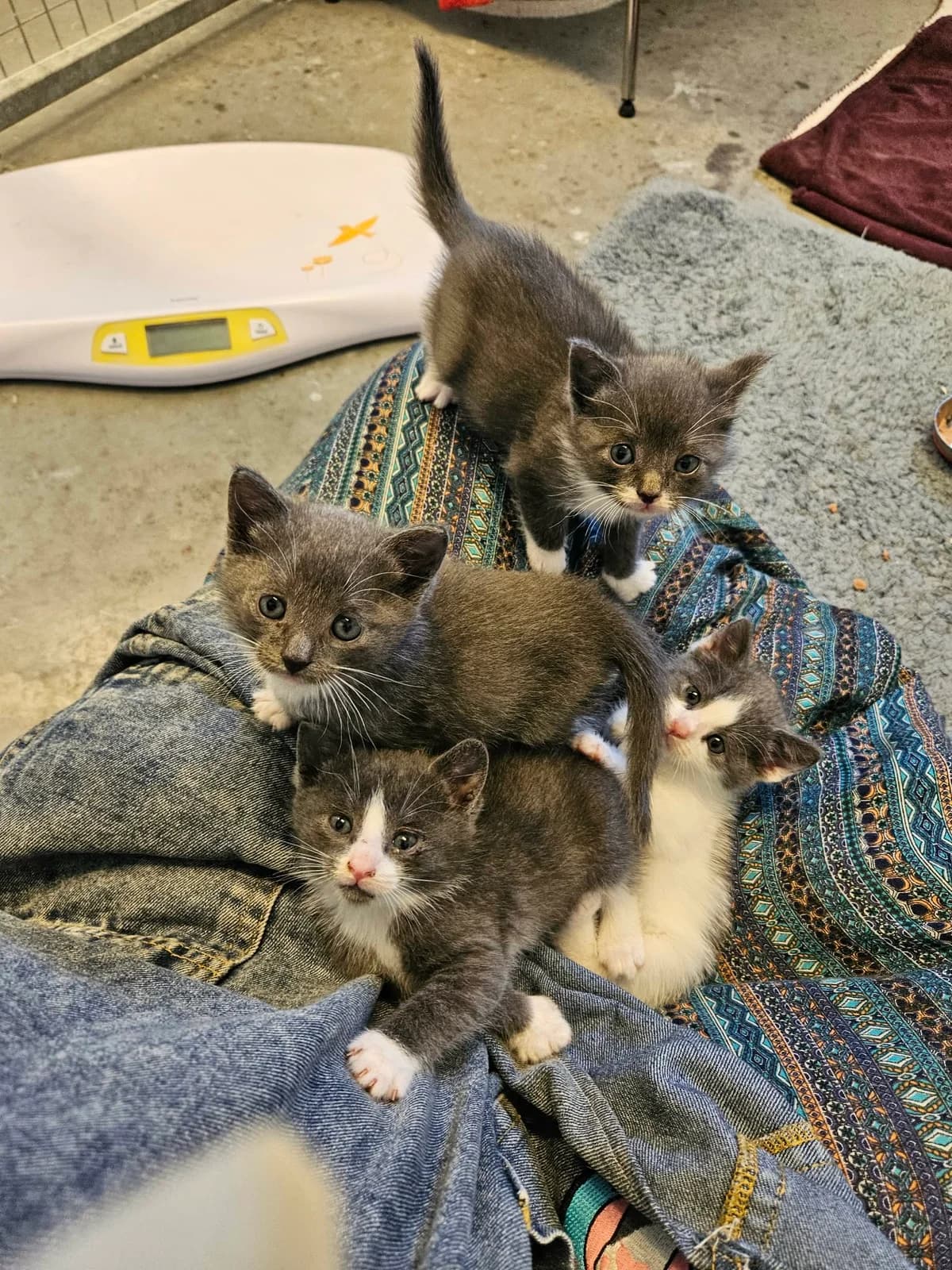 Kattungar, female mixed breed for adoption at Djurens Vanner Goteborg