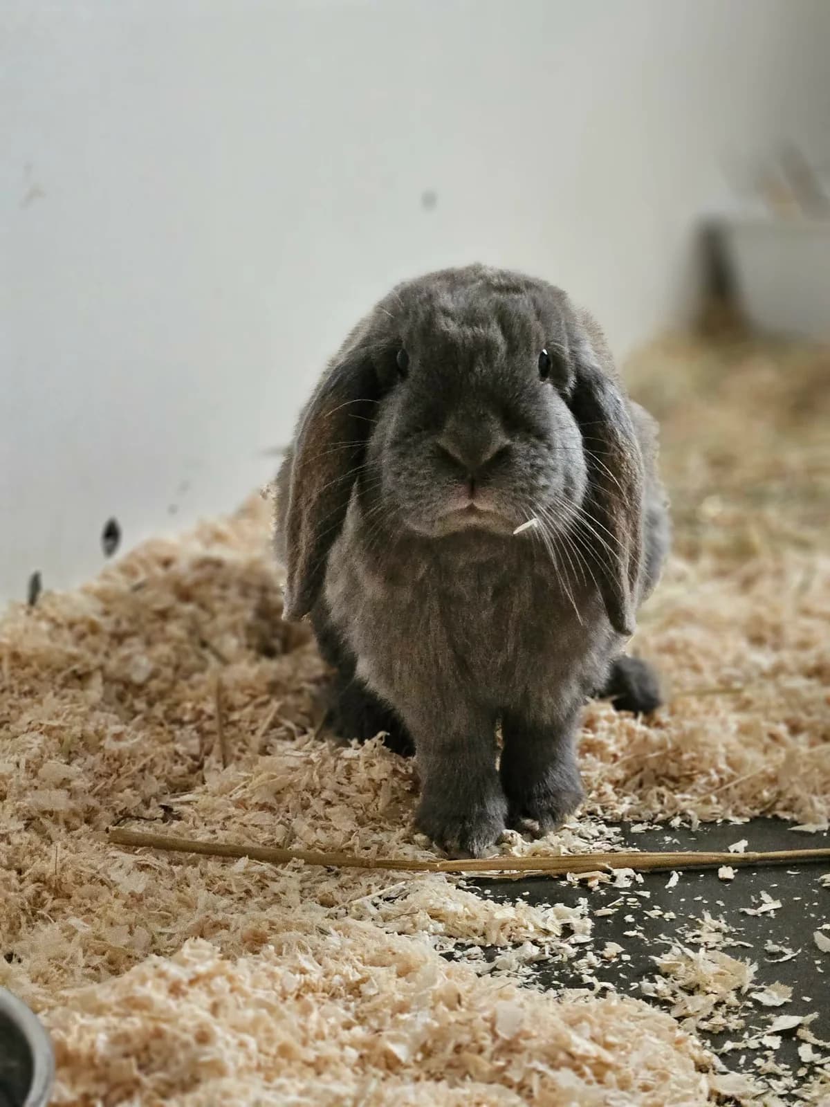 Ken, male Mixed Breed for adoption at Djurens Vanner Goteborg