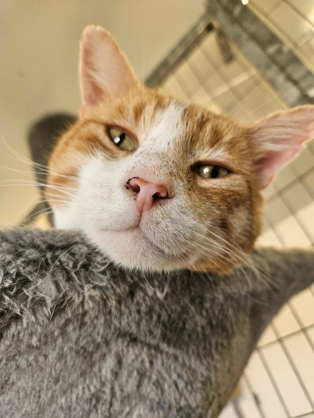 Kesi, male mixed breed for adoption at Djurens Vanner Goteborg