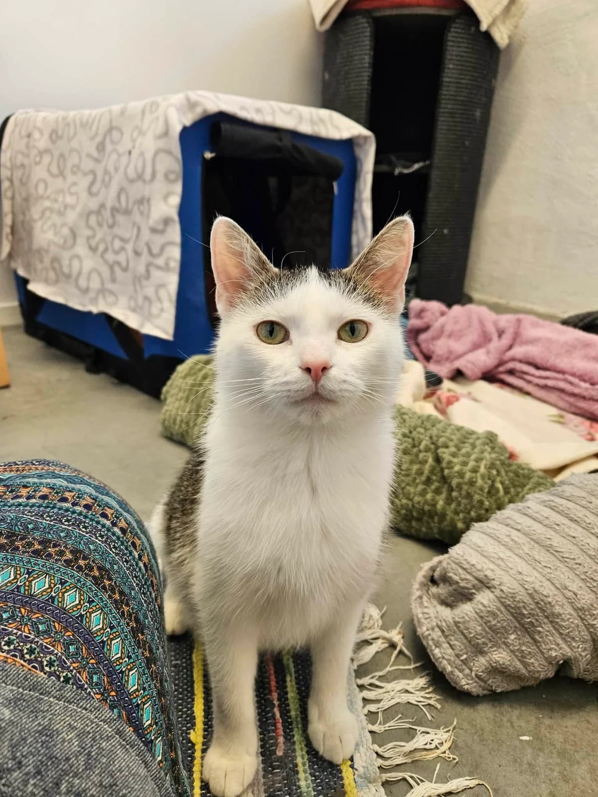 Li, female senior Mixed Breed for adoption at Djurens Vanner Goteborg
