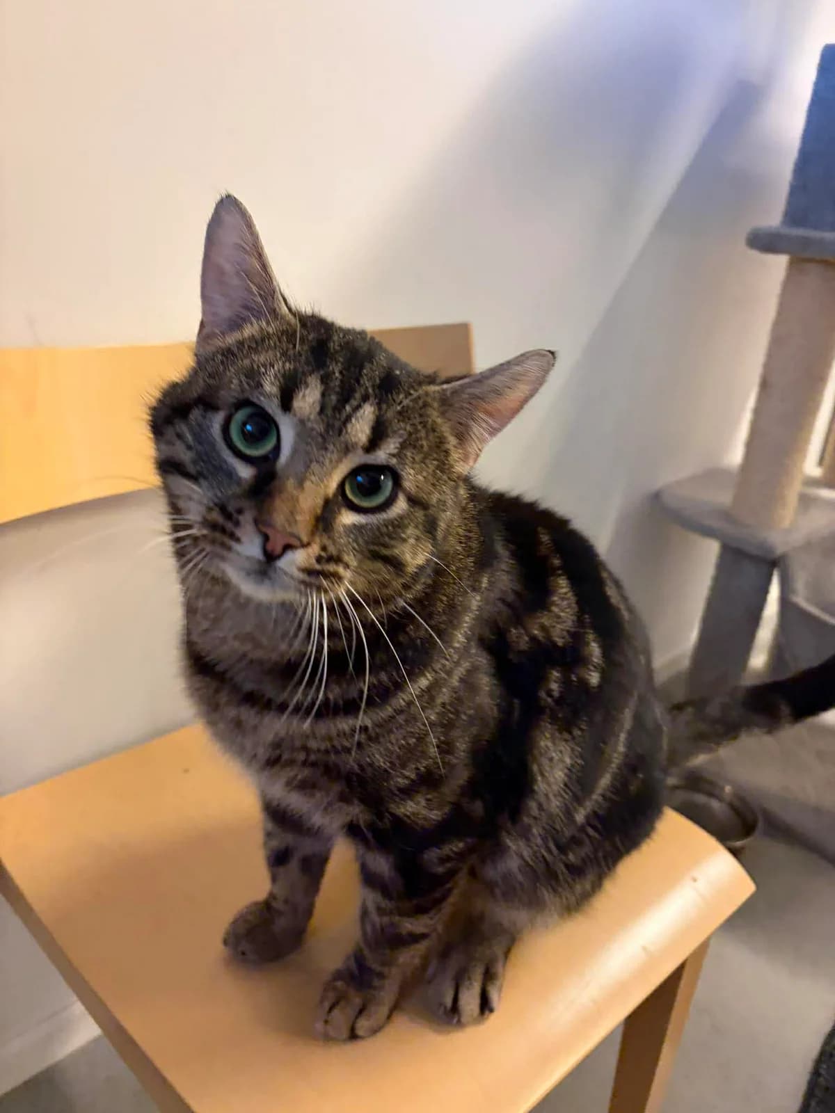 Lilleman, male senior Mixed Breed for adoption at Djurens Vanner Goteborg