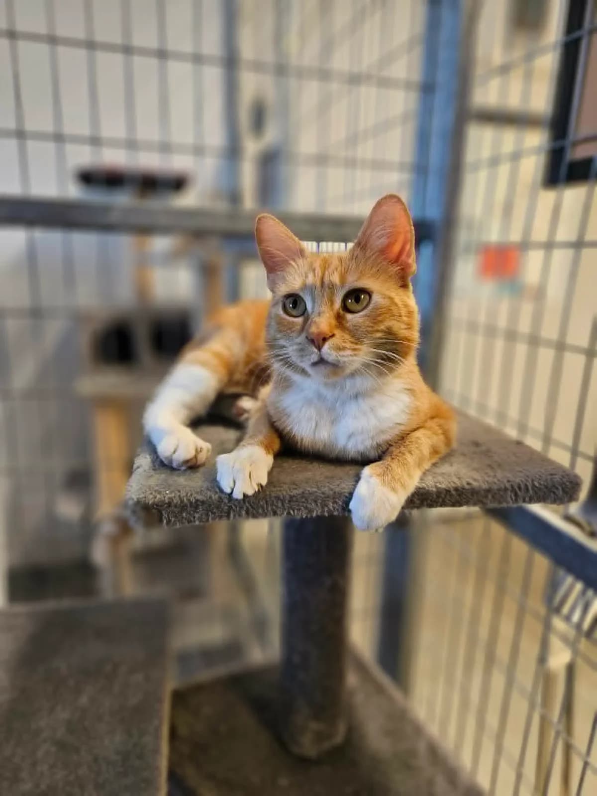 Mamma Matcha och Te-kullen, mixed breed for adoption at Djurens Vanner Goteborg