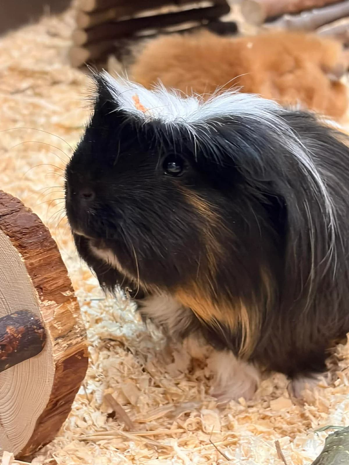 Guy Diamond, Mini-min & Legsly, male young mixed breed for adoption at Djurens Vanner Goteborg