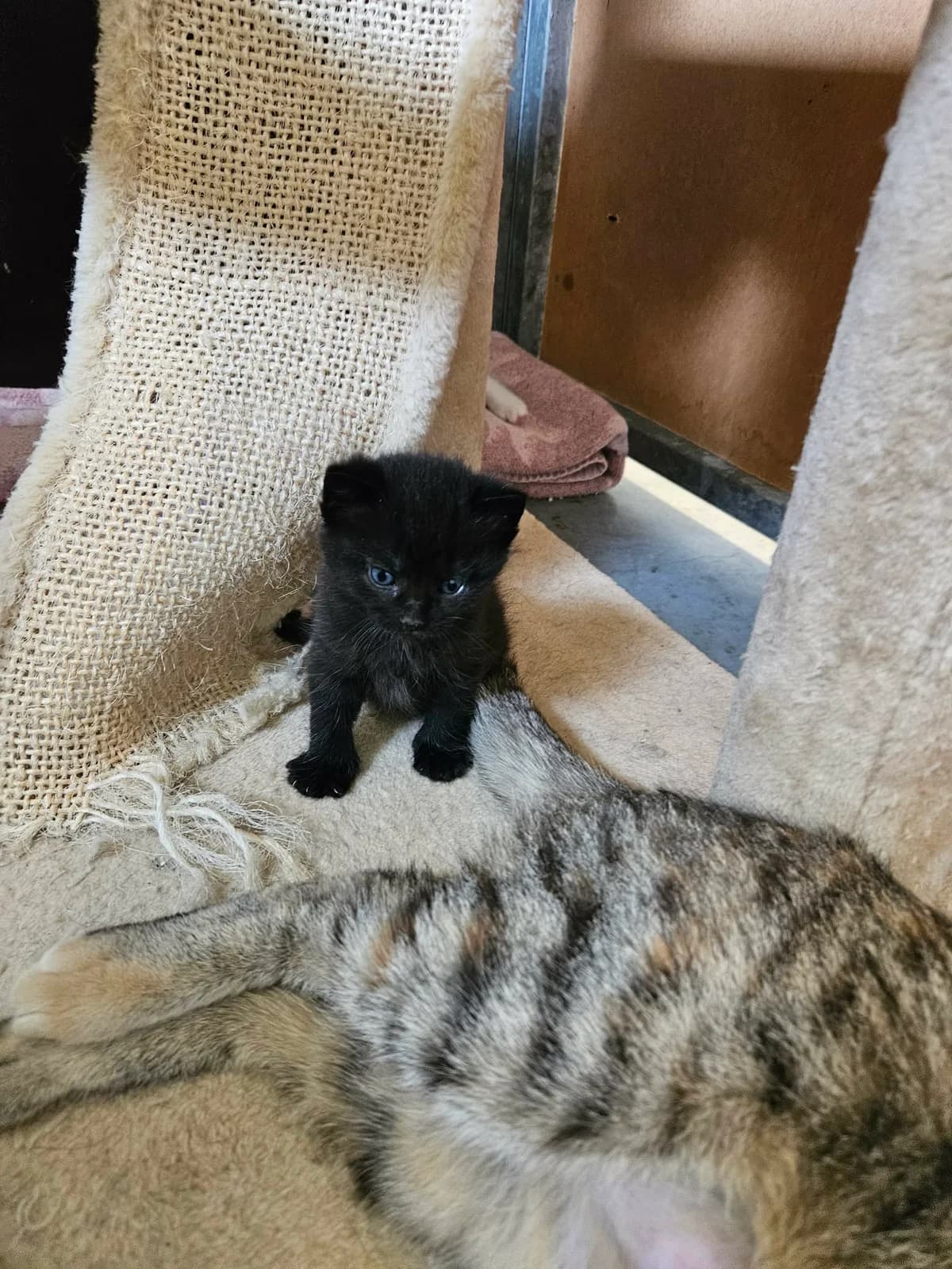 Monsun, male Mixed Breed for adoption at Djurens Vanner Goteborg