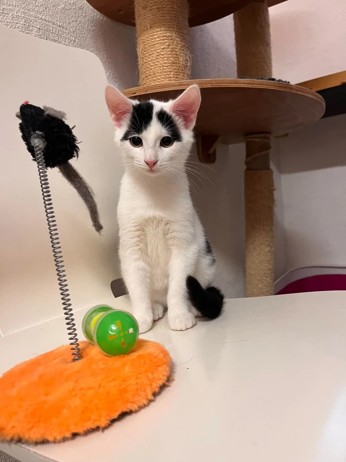 Oregano, male Mixed Breed for adoption at Djurens Vanner Goteborg