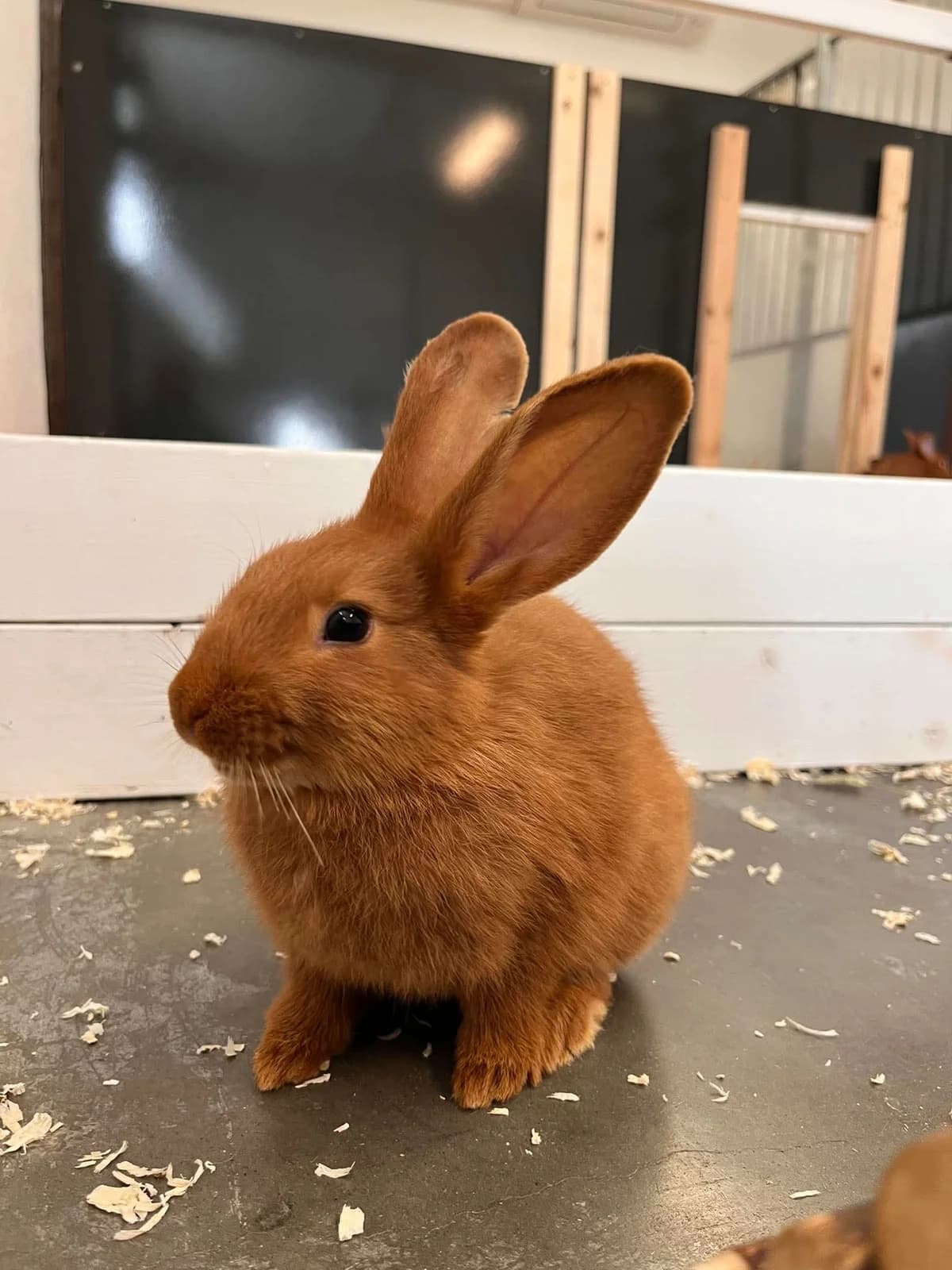 Pumpkin, female mixed breed for adoption at Djurens Vanner Goteborg