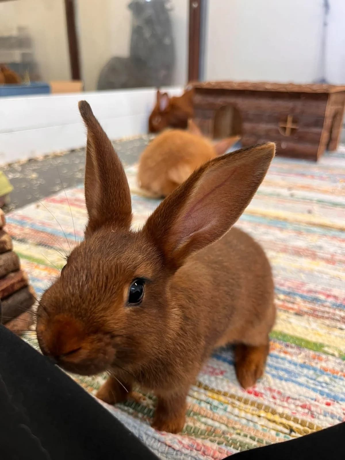 Rust, female mixed breed for adoption at Djurens Vanner Goteborg