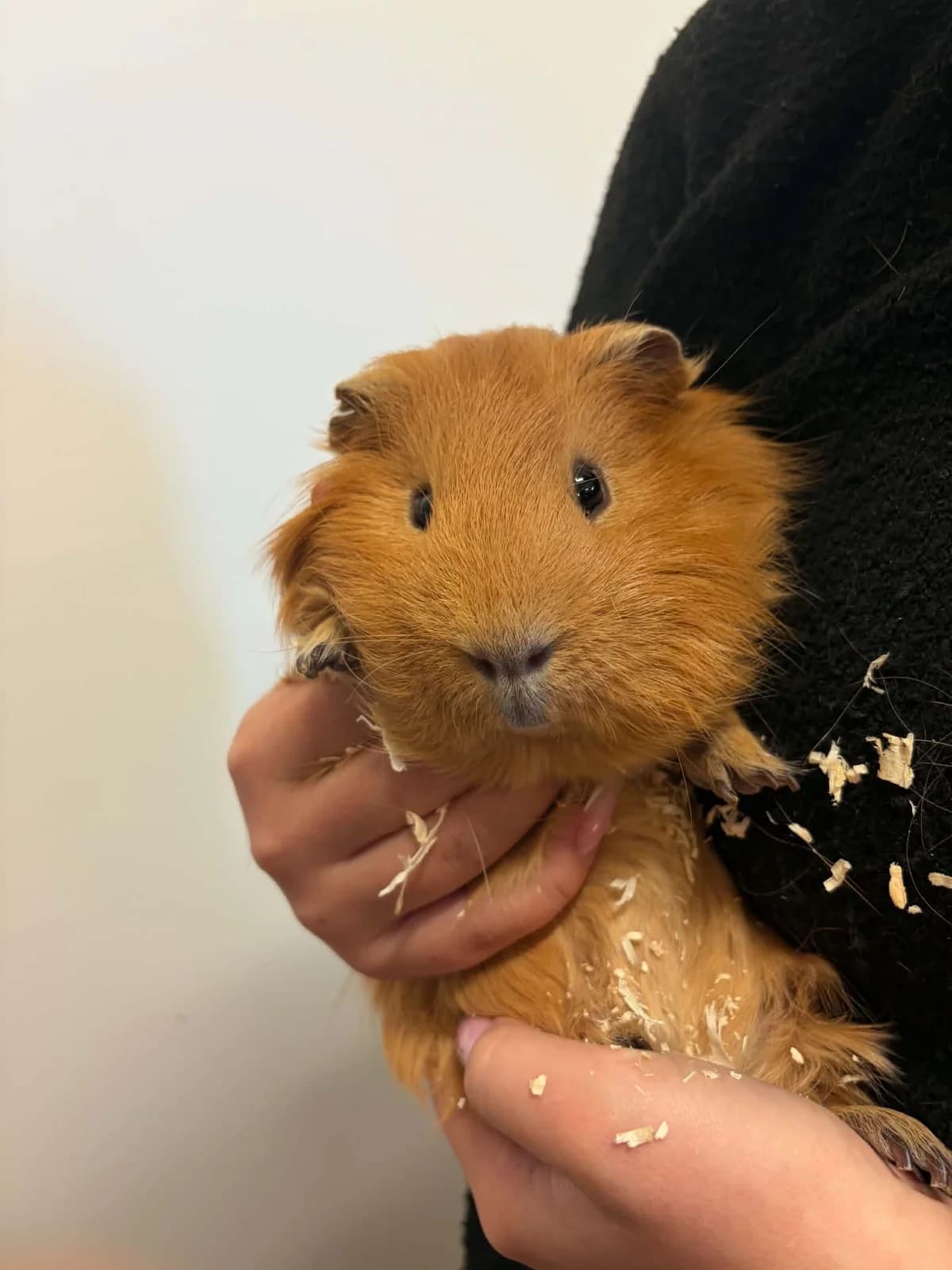 Ryzik, male young mixed breed for adoption at Djurens Vanner Goteborg