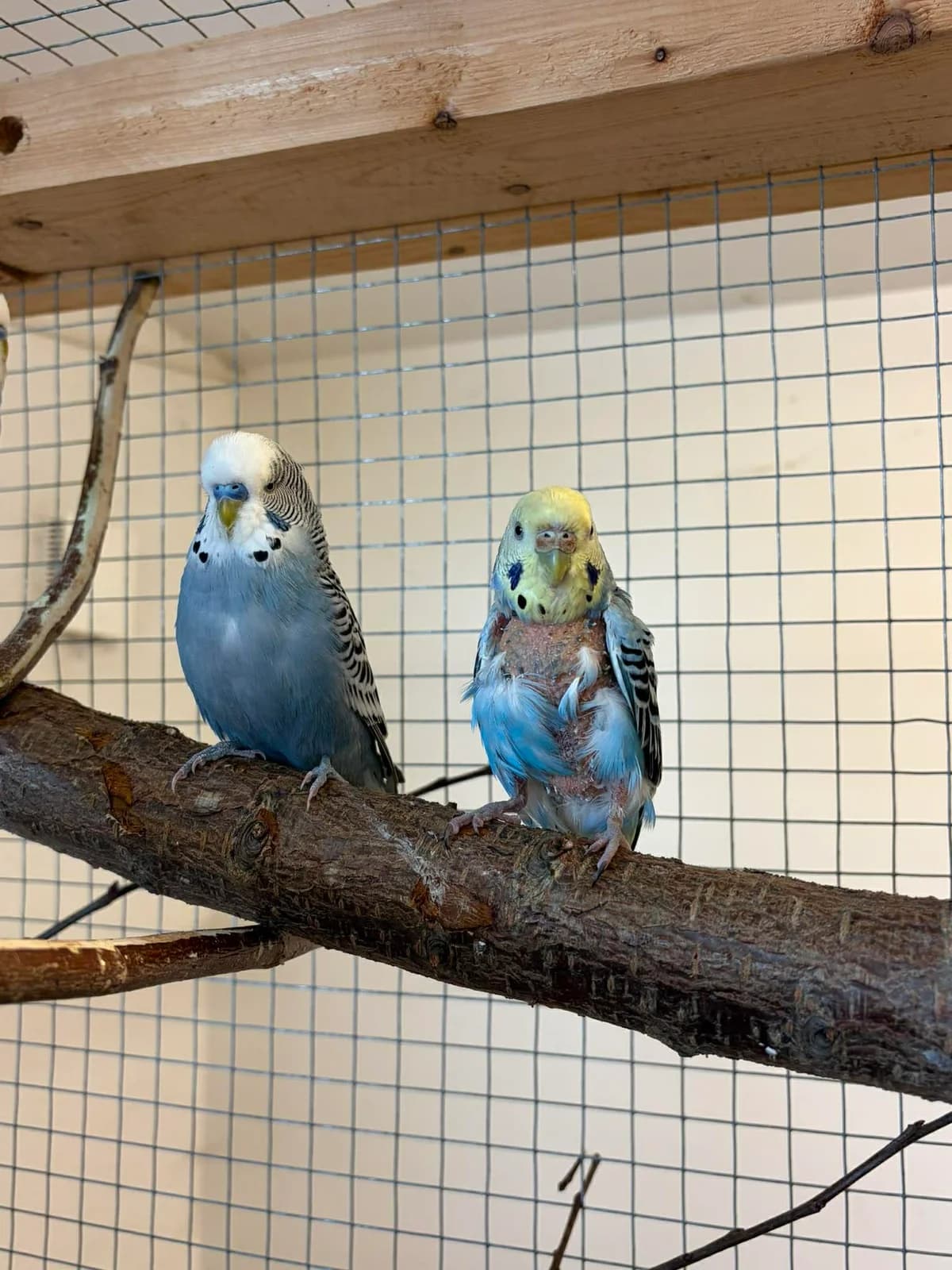 Undulater, mixed breed for adoption at Djurens Vanner Goteborg