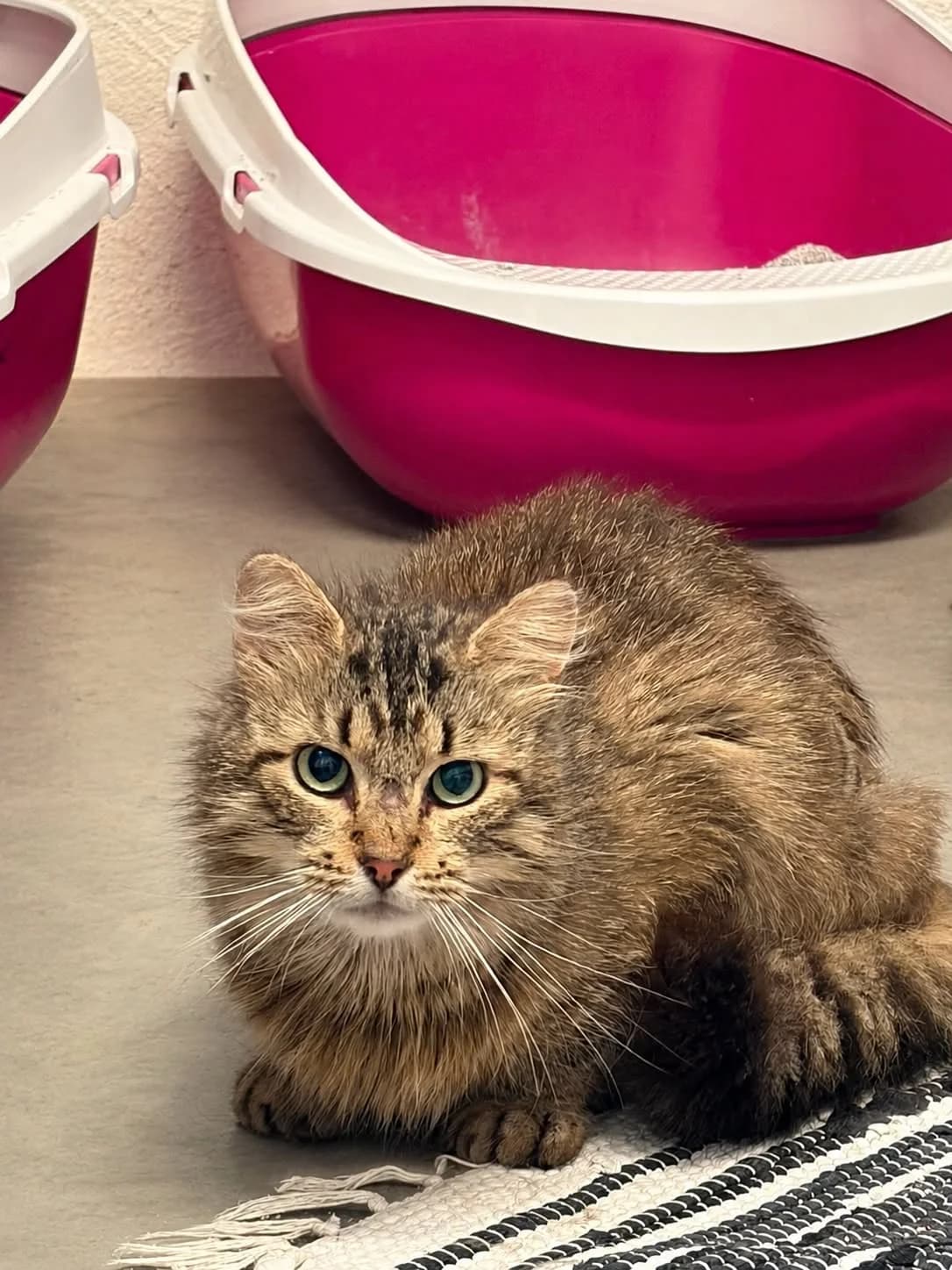Uda, female Mixed Breed for adoption at Djurens Vanner Goteborg