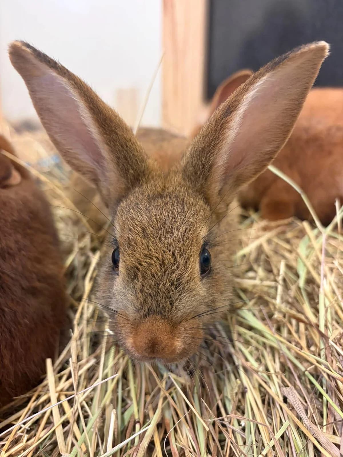 Wilder, female mixed breed for adoption at Djurens Vanner Goteborg