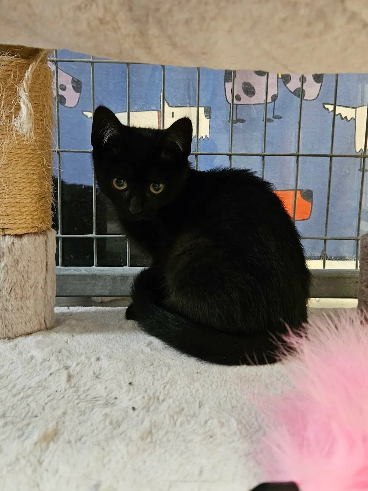 Zoegas, female Mixed Breed for adoption at Djurens Vanner Goteborg