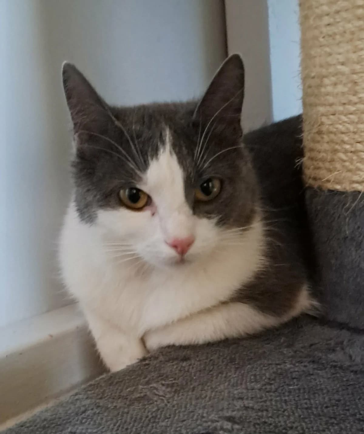 Charlie, male mixed breed for adoption at Djurens Vanner Goteborg
