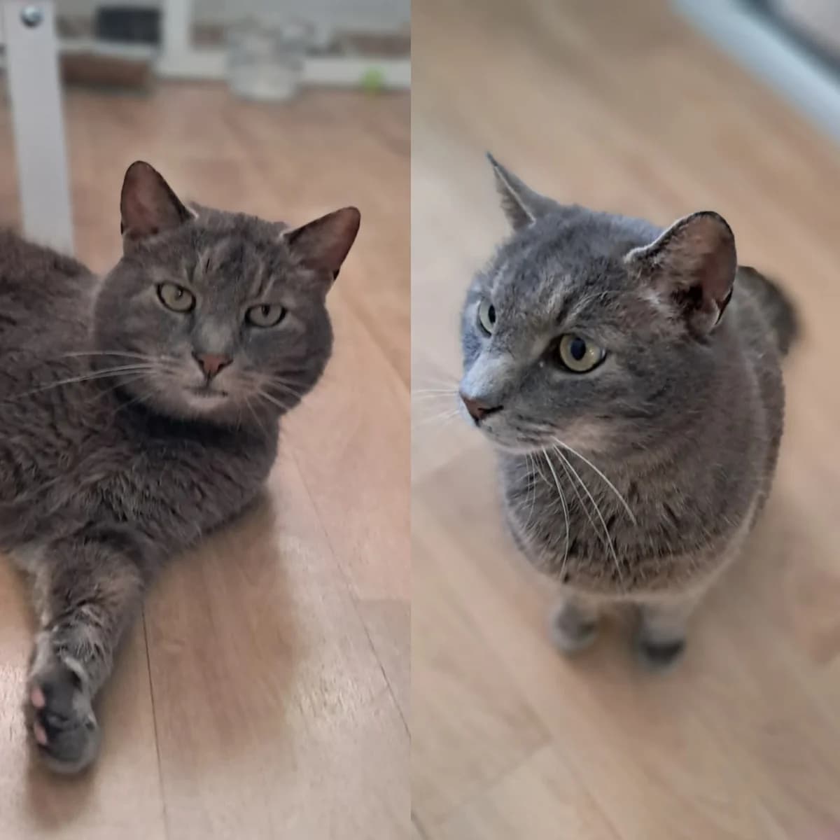 Damon, male mixed breed for adoption at Djurens Vanner Goteborg