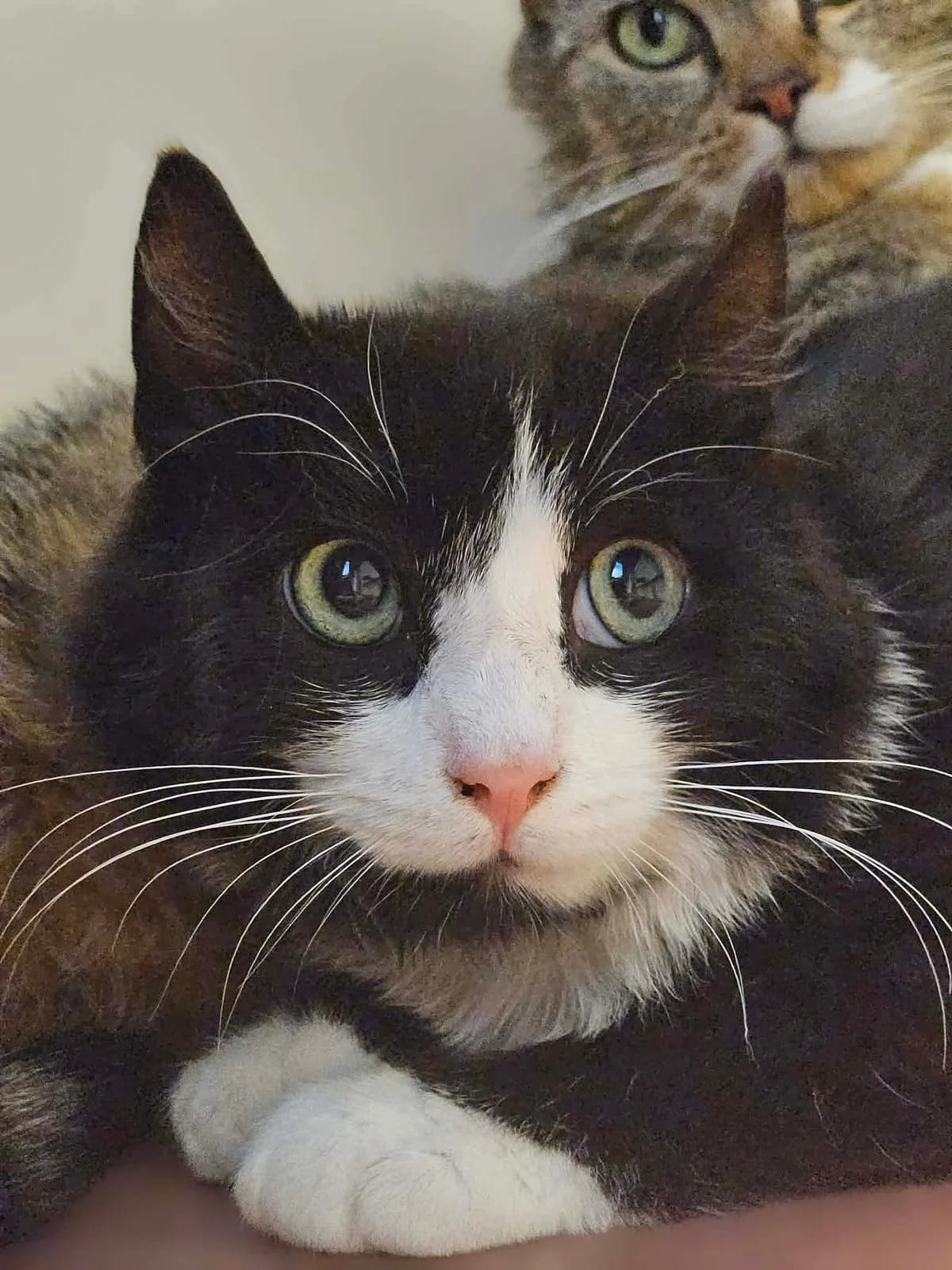 Damon, male mixed breed for adoption at Djurens Vanner Goteborg