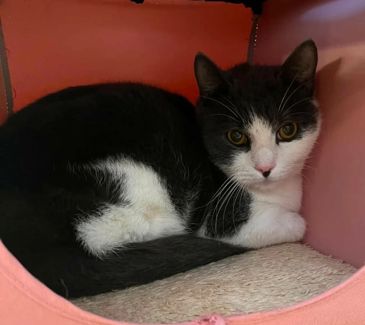 Elsa, female mixed breed for adoption at Djurens Vanner Goteborg