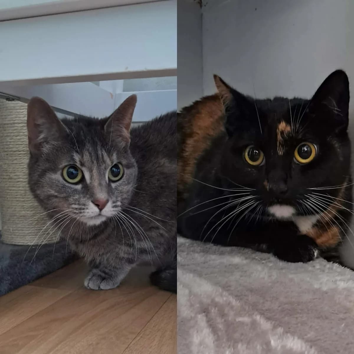 Kissie, female mixed breed for adoption at Djurens Vanner Goteborg